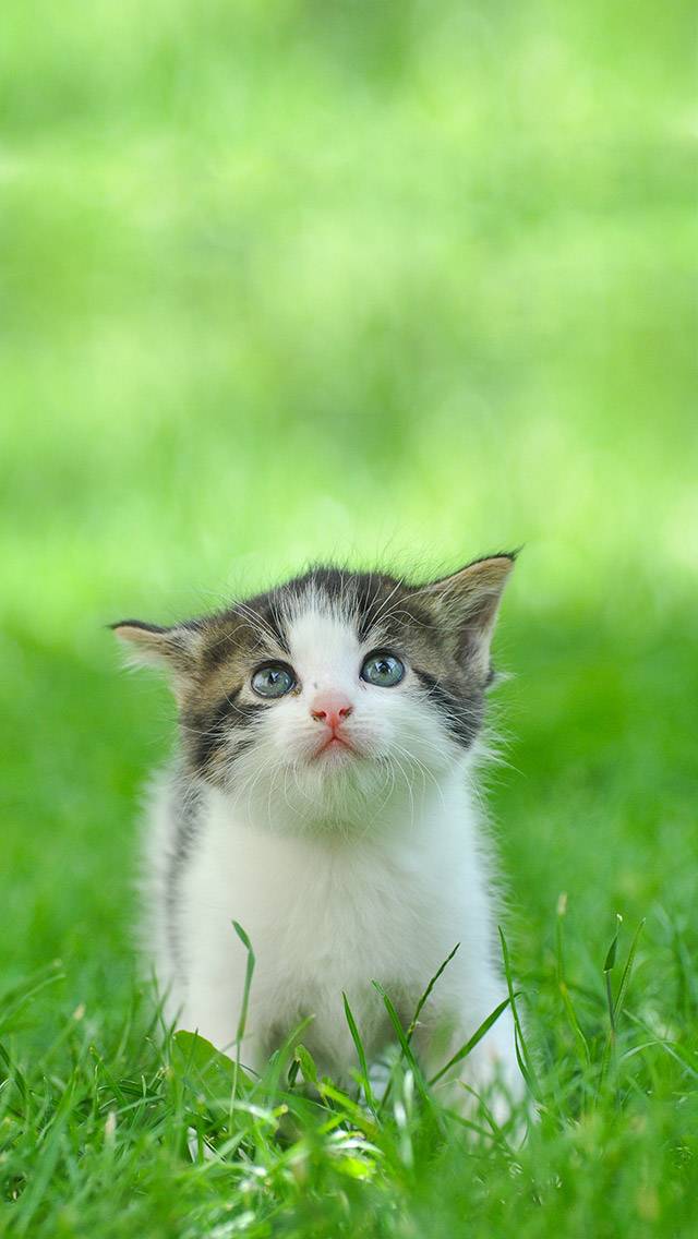 Weather Kitty showing sunny weather
