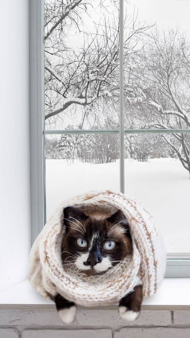 Weather Kitty for cold weather