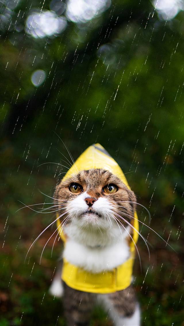 Weather Kitty showing rain weather