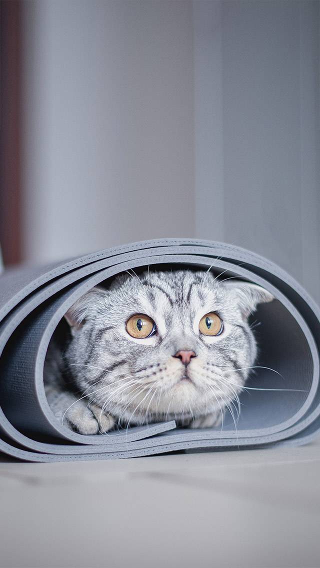 Weather Kitty showing thunderstorm weather